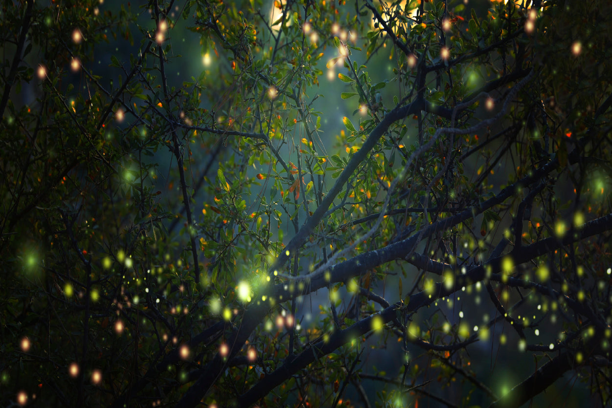 Group of Fireflies on Tree Branch Print 100% Australian Made - Bella Home Decor
