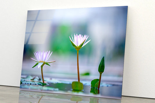 Lotus with Yellow Pollen on Blue Surface of Pond Acrylic Glass Print Tempered Glass Wall Art 100% Made in Australia Ready to Hang