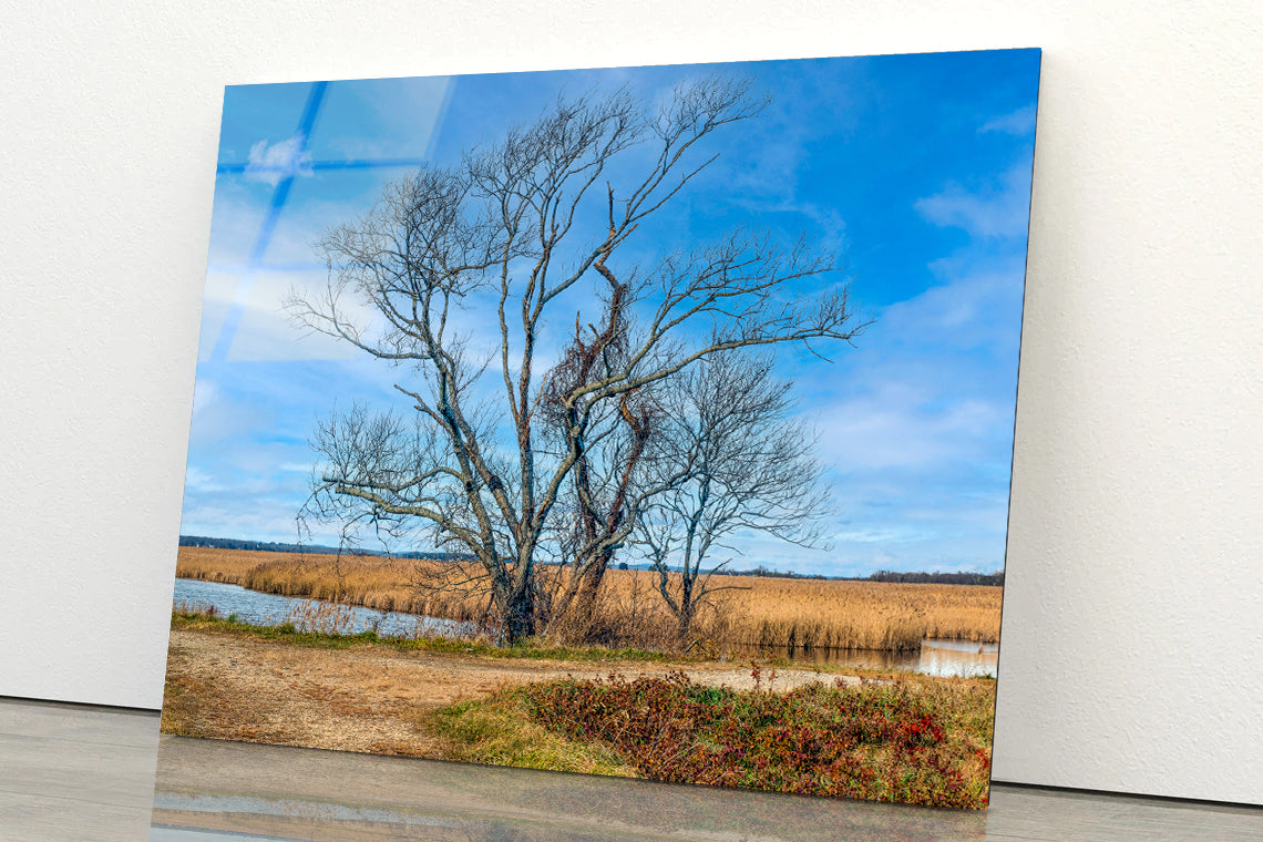 A Couple of Trees Grows In a Field Acrylic Glass Print Tempered Glass Wall Art 100% Made in Australia Ready to Hang