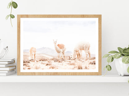 Llama Herd on Landscape Faded View Photograph Glass Framed Wall Art, Ready to Hang Quality Print With White Border Oak