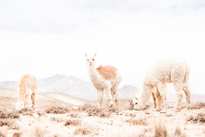 Llama Herd on Landscape Faded View Photograph Glass Framed Wall Art, Ready to Hang Quality Print