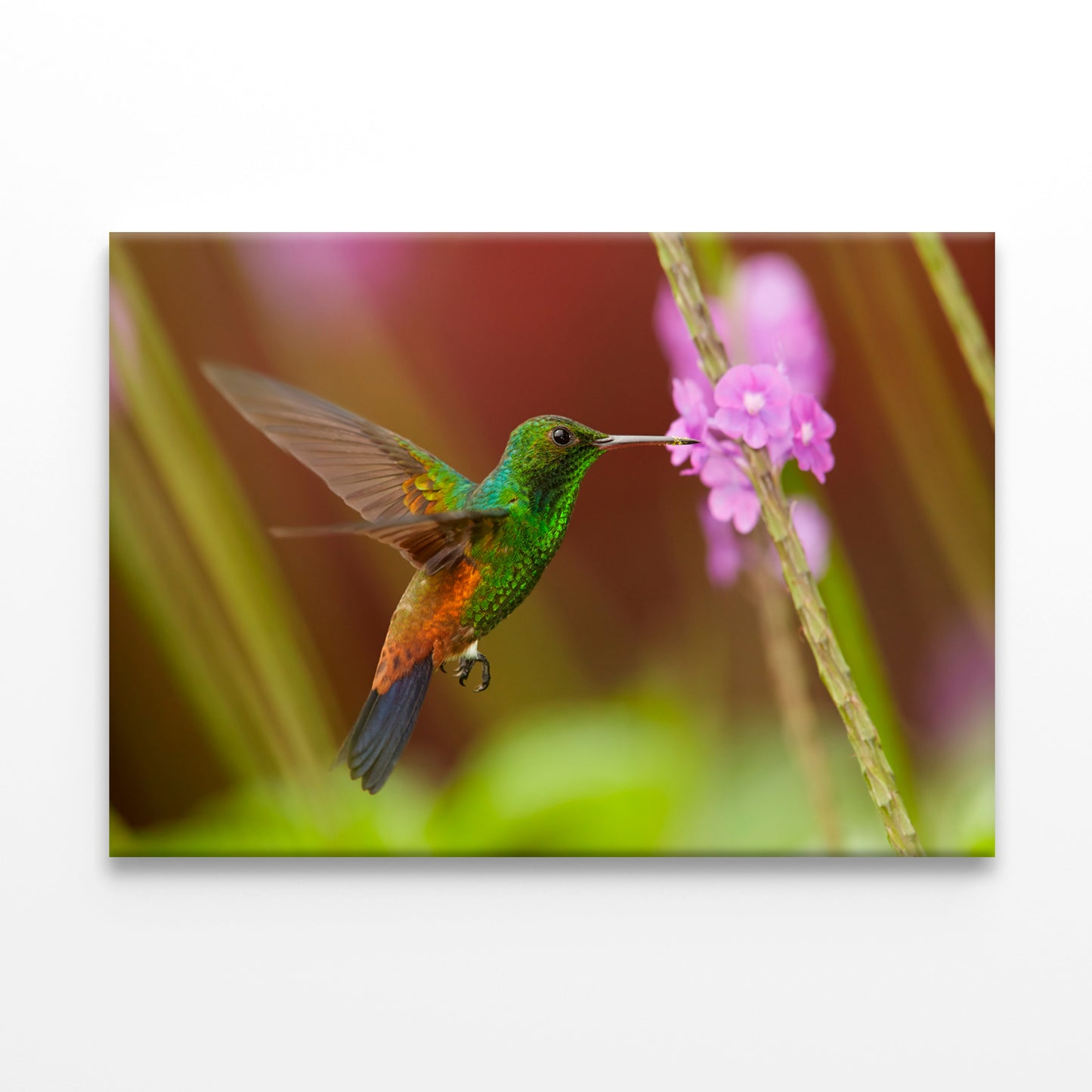 Caribbean Hummingbird Feeding Wall Art Decor 100% Australian Made - Bella Home Decor