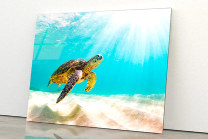 Turtle Swimming in The Ocean with Sun Shining Acrylic Glass Print Tempered Glass Wall Art 100% Made in Australia Ready to Hang