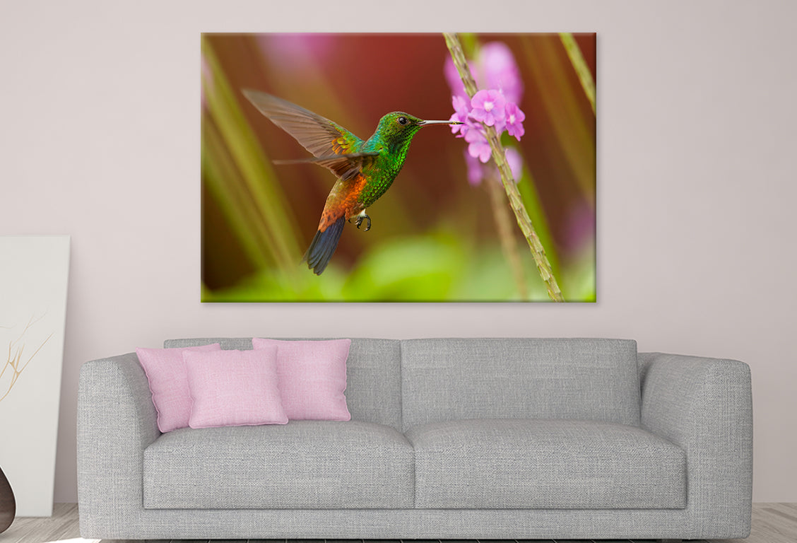 Caribbean Hummingbird Feeding Wall Art Decor 100% Australian Made - Bella Home Decor