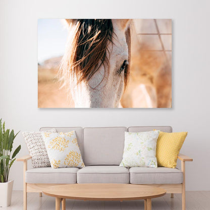 Close Up of a Horse's Head with A Sky Background Acrylic Glass Print Tempered Glass Wall Art 100% Made in Australia Ready to Hang