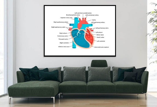 Heart Anatomy Close-Up with Descriptions Home Decor Premium Quality Poster Print Choose Your Sizes