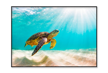 Turtle Swimming in The Ocean with Sun Shining Home Decor Premium Quality Poster Print Choose Your Sizes