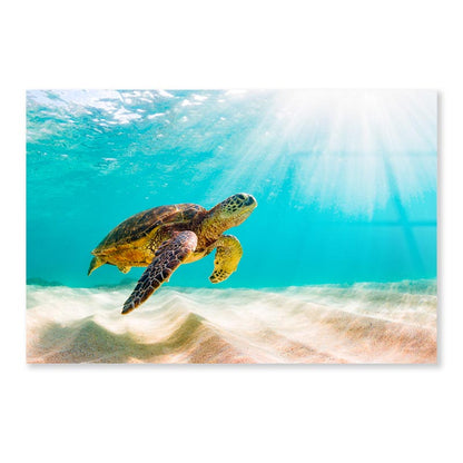 Turtle Swimming in The Ocean with Sun Shining Acrylic Glass Print Tempered Glass Wall Art 100% Made in Australia Ready to Hang