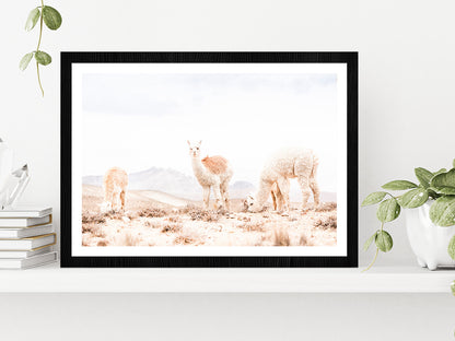 Llama Herd on Landscape Faded View Photograph Glass Framed Wall Art, Ready to Hang Quality Print With White Border Black