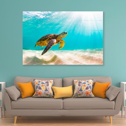 Turtle Swimming in The Ocean with Sun Shining Acrylic Glass Print Tempered Glass Wall Art 100% Made in Australia Ready to Hang