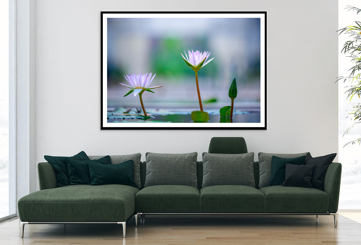 Lotus with Yellow Pollen on Blue Surface of Pond Home Decor Premium Quality Poster Print Choose Your Sizes - Bella Home Decor
