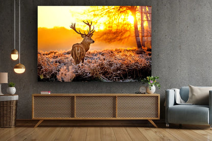 Deer on Forest Sunset UV Direct Aluminum Print Australian Made Quality