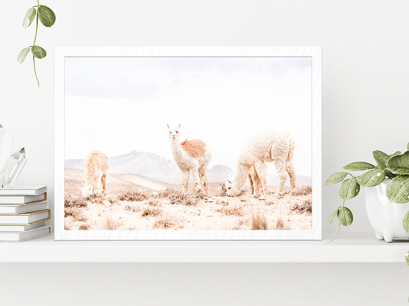 Llama Herd on Landscape Faded View Photograph Glass Framed Wall Art, Ready to Hang Quality Print Without White Border White