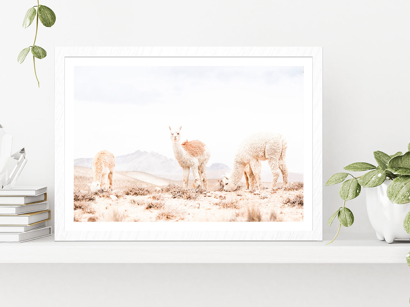 Llama Herd on Landscape Faded View Photograph Glass Framed Wall Art, Ready to Hang Quality Print With White Border White