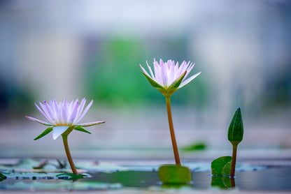 Lotus with Yellow Pollen on Blue Surface of Pond Home Decor Premium Quality Poster Print Choose Your Sizes - Bella Home Decor