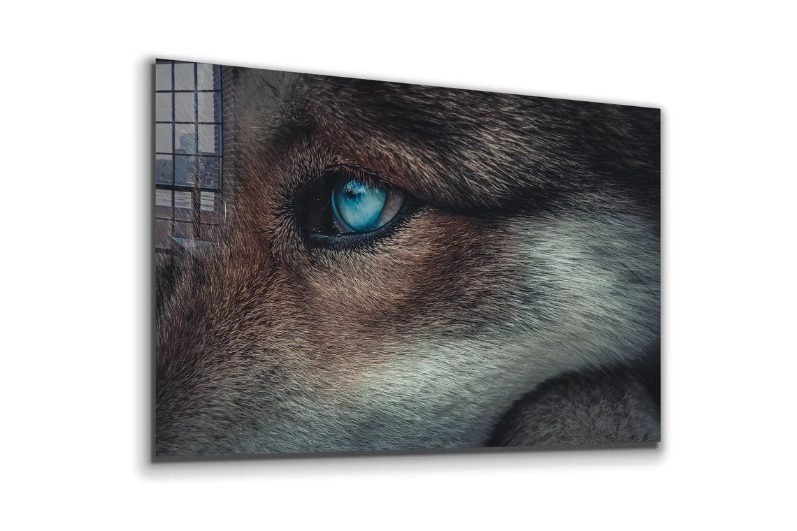 Blue Eyes Wolf Closeup UV Direct Aluminum Print Australian Made Quality