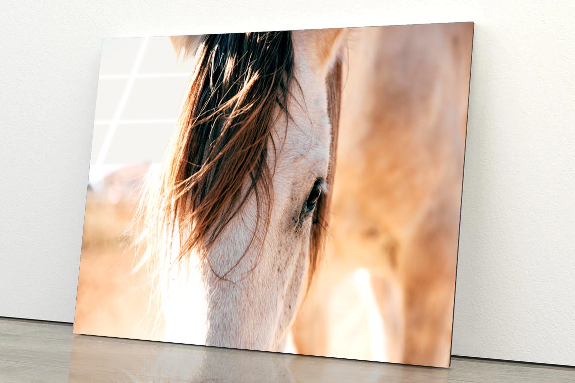 Close Up of a Horse's Head with A Sky Background Acrylic Glass Print Tempered Glass Wall Art 100% Made in Australia Ready to Hang