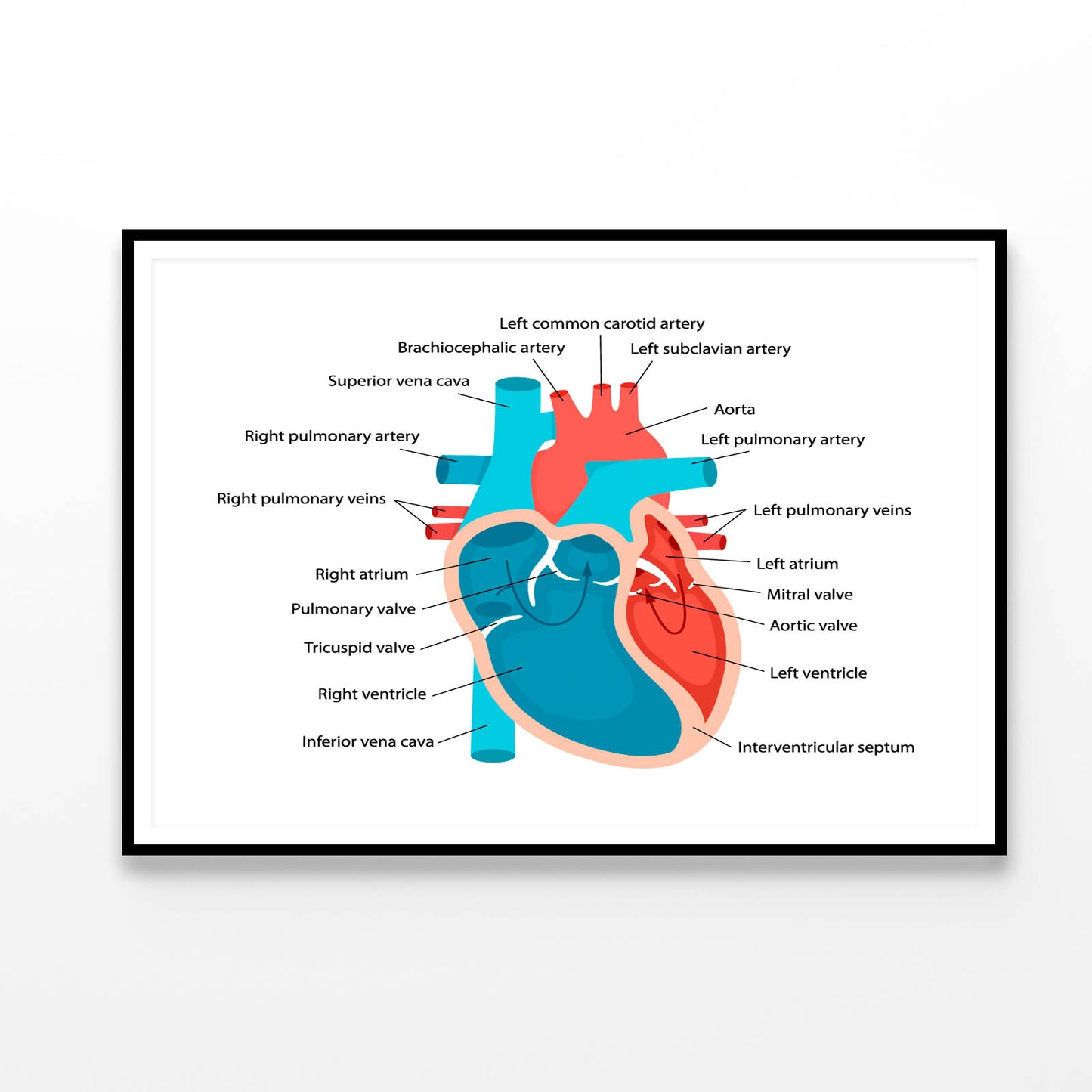 Heart Anatomy Close-Up with Descriptions Home Decor Premium Quality Poster Print Choose Your Sizes