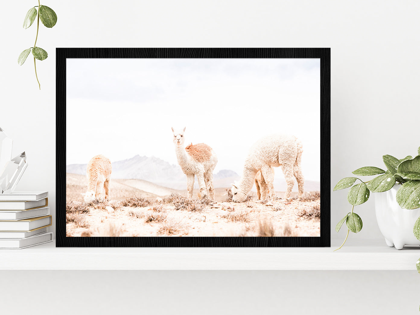 Llama Herd on Landscape Faded View Photograph Glass Framed Wall Art, Ready to Hang Quality Print Without White Border Black