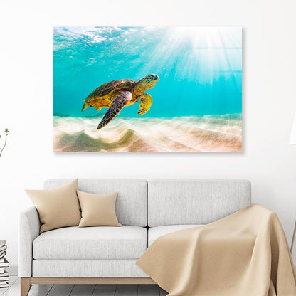 Turtle Swimming in The Ocean with Sun Shining Acrylic Glass Print Tempered Glass Wall Art 100% Made in Australia Ready to Hang