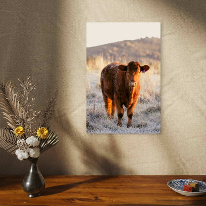 Red Angus Calf in Field at Sunrise 40x60cm Metal Print Ready to Hang