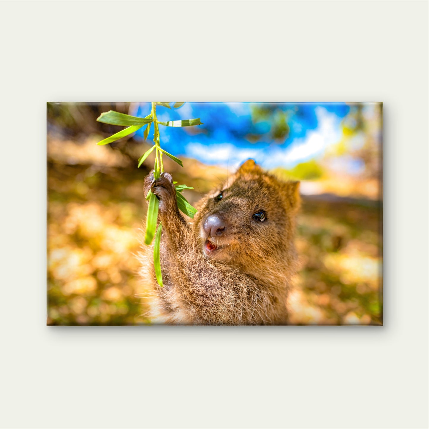 Quokka Rottnest Island Perth Western Australia Wall Art Decor 100% Australian Made