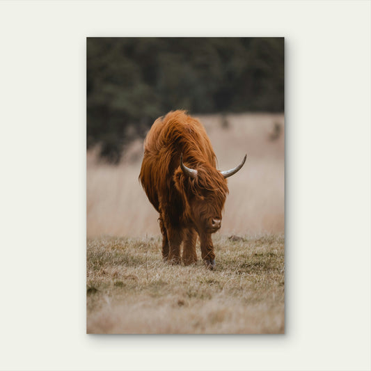 Long Haired Highland Cow With Horns Walking Through A Field 60x90cm Metal Print Ready to Hang