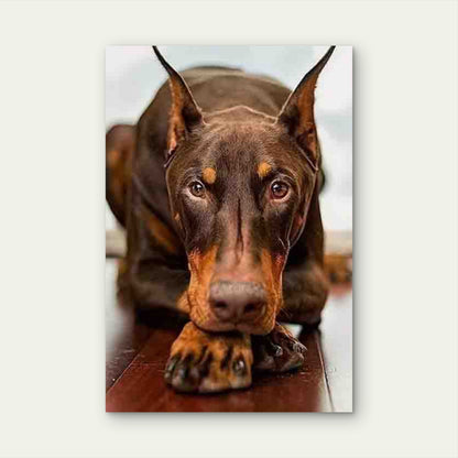 Doberman Gaze 60x90cm Metal Print Ready to Hang