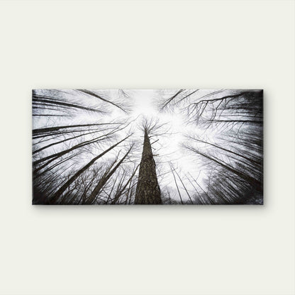 Low Angle View Of Trees Wall Art Canvas Office Home Room Framed 120x60cm