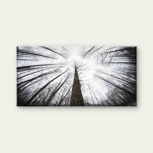 Low Angle View Of Trees Wall Art Canvas Office Home Room Framed 120x60cm