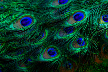 Close Up of a Peacock's Feathers with Blue Eyes Home Decor Premium Quality Poster Print Choose Your Sizes