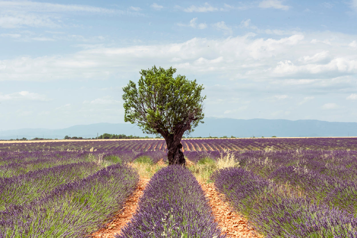 Lavender Row Leading To an Almond Tree Home Decor Premium Quality Poster Print Choose Your Sizes