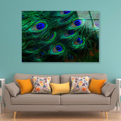 Close Up of a Peacock's Feathers with Blue Eyes Acrylic Glass Print Tempered Glass Wall Art 100% Made in Australia Ready to Hang