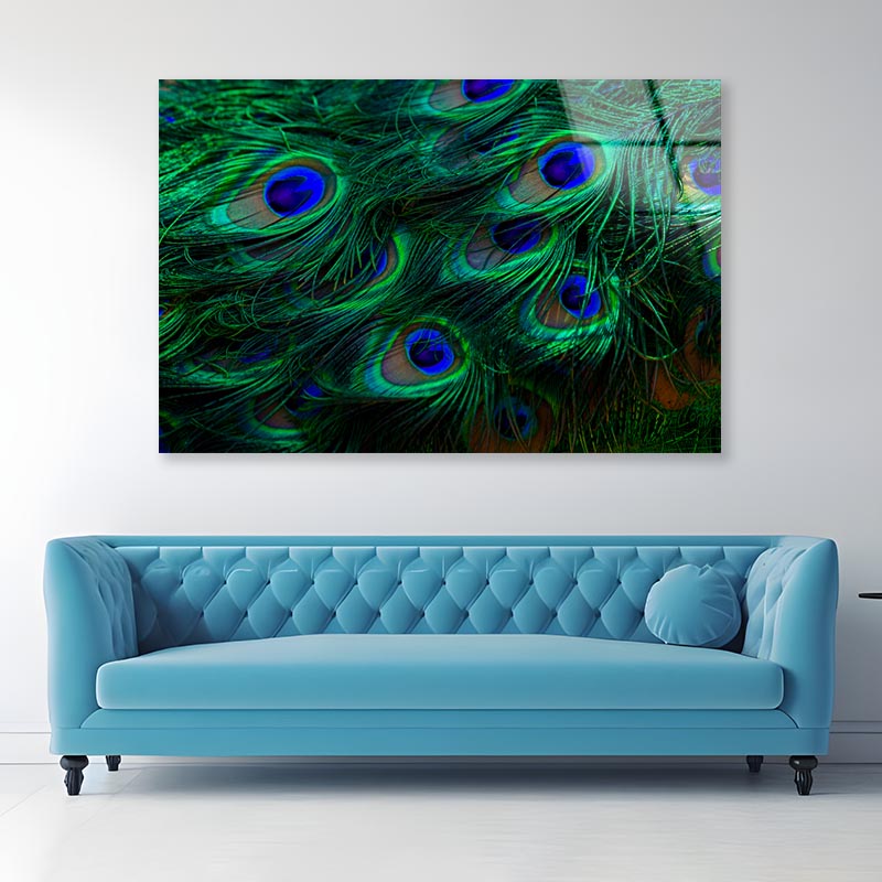 Close Up of a Peacock's Feathers with Blue Eyes Acrylic Glass Print Tempered Glass Wall Art 100% Made in Australia Ready to Hang