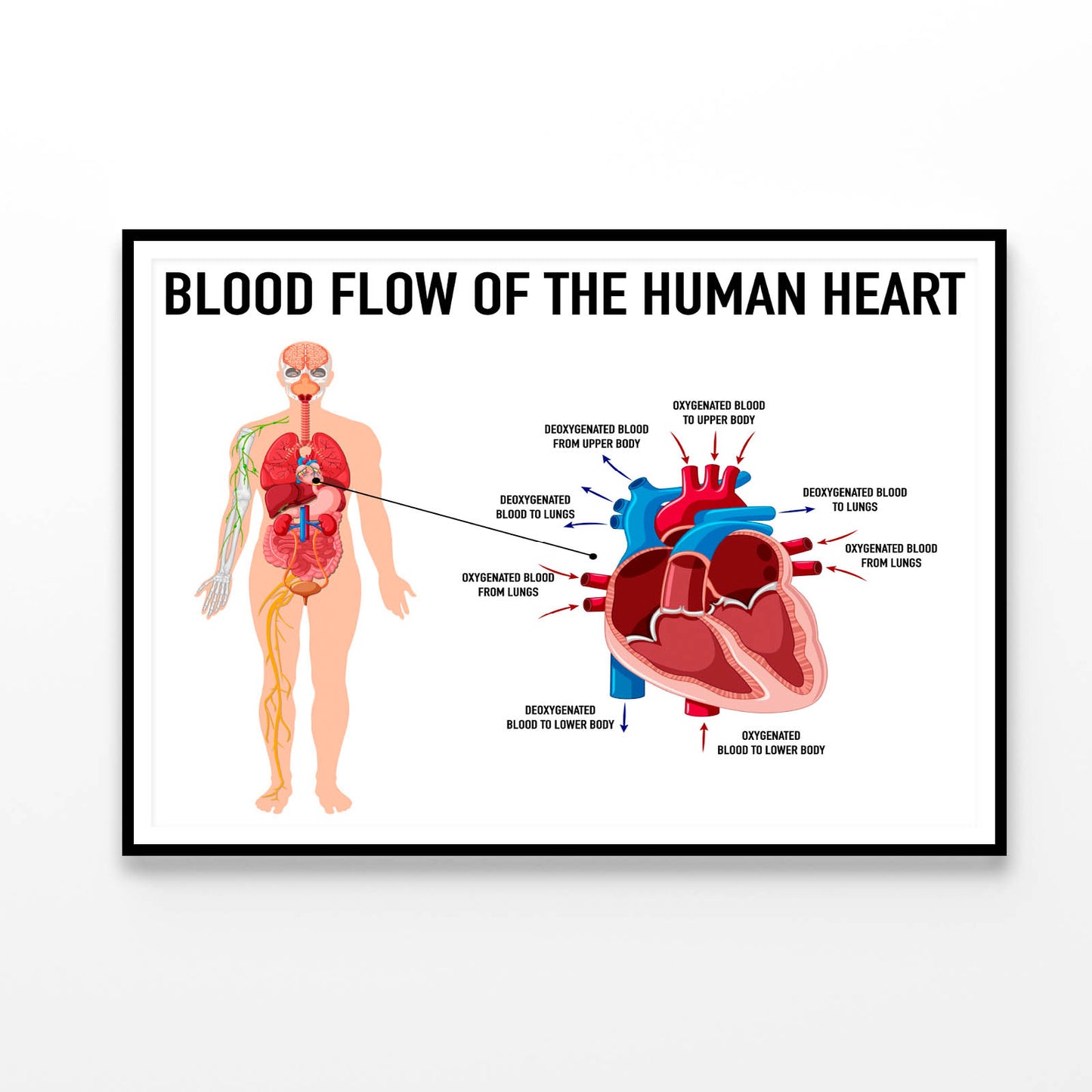 Blood Flow of Human Heart Illustration Home Decor Premium Quality Poster Print Choose Your Sizes