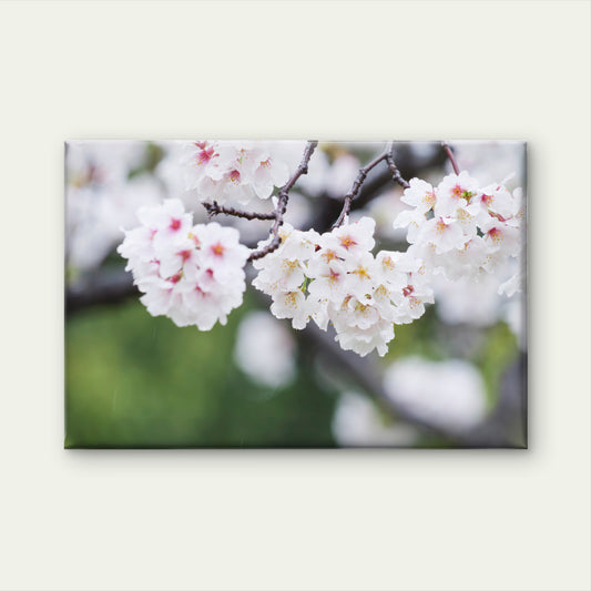 Pink Cherry Blossom Branch Japan Wall Art Decor 100% Australian Made