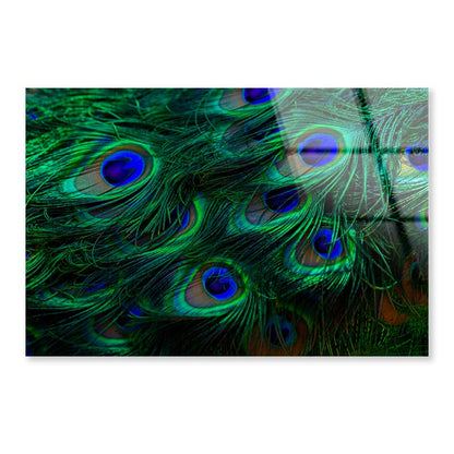 Close Up of a Peacock's Feathers with Blue Eyes Acrylic Glass Print Tempered Glass Wall Art 100% Made in Australia Ready to Hang