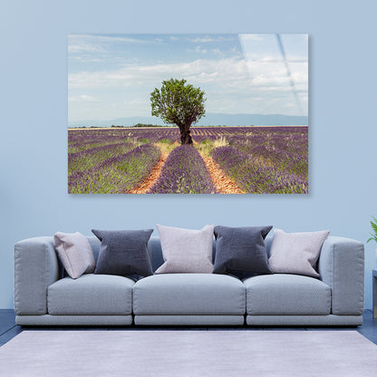 Lavender Row Leading To an Almond Tree Acrylic Glass Print Tempered Glass Wall Art 100% Made in Australia Ready to Hang