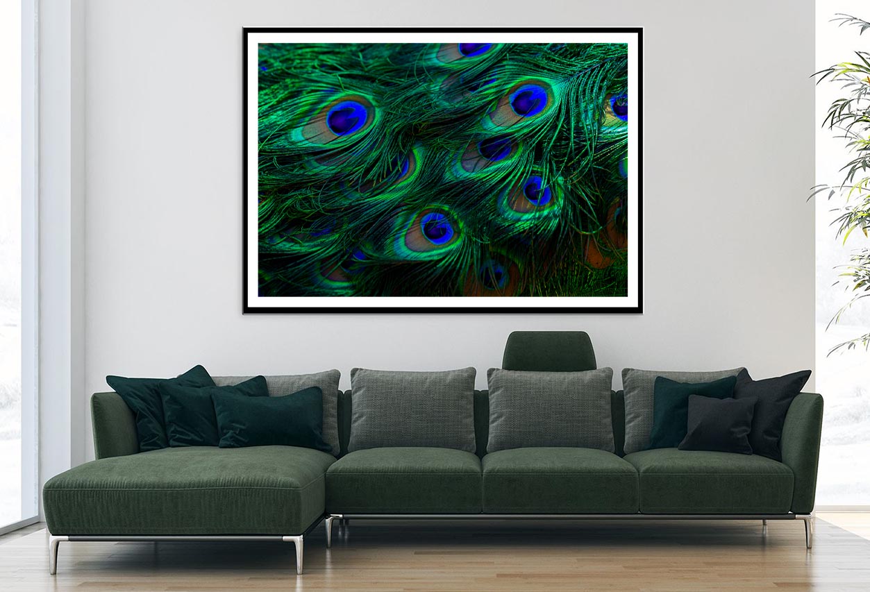 Close Up of a Peacock's Feathers with Blue Eyes Home Decor Premium Quality Poster Print Choose Your Sizes