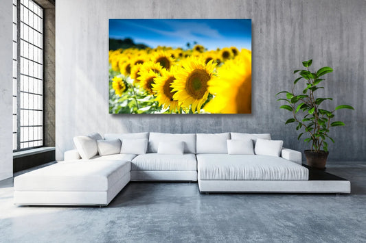 Sunflower Field Acrylic Glass Print Tempered Glass Wall Art 100% Made in Australia Ready to Hang