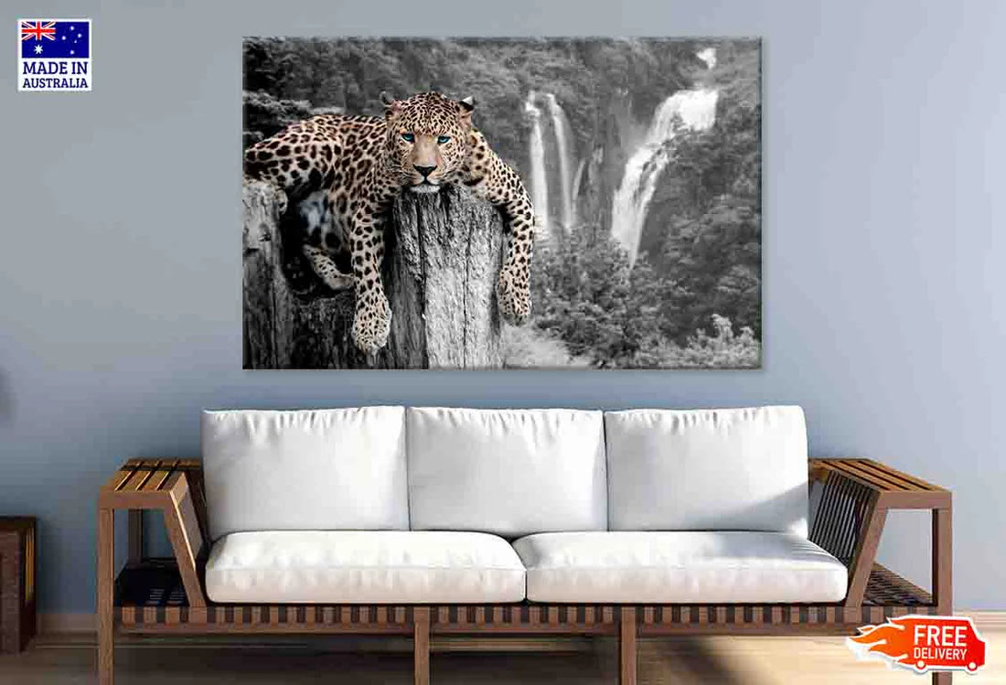 Black and White Tiger with Blue Eyes 90x60cm Print 100% Australian Made (Copy)