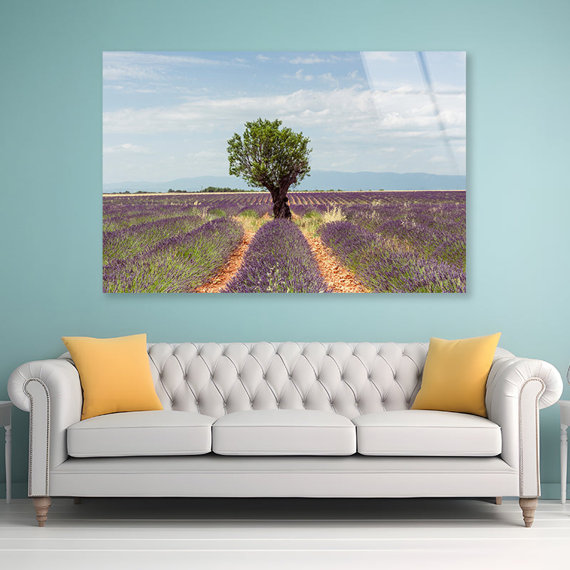 Lavender Row Leading To an Almond Tree Acrylic Glass Print Tempered Glass Wall Art 100% Made in Australia Ready to Hang