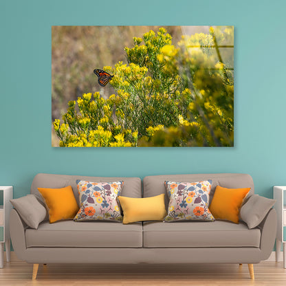 View of a Monarch Butterfly Resting On a Plant Acrylic Glass Print Tempered Glass Wall Art 100% Made in Australia Ready to Hang