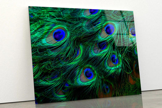 Close Up of a Peacock's Feathers with Blue Eyes Acrylic Glass Print Tempered Glass Wall Art 100% Made in Australia Ready to Hang