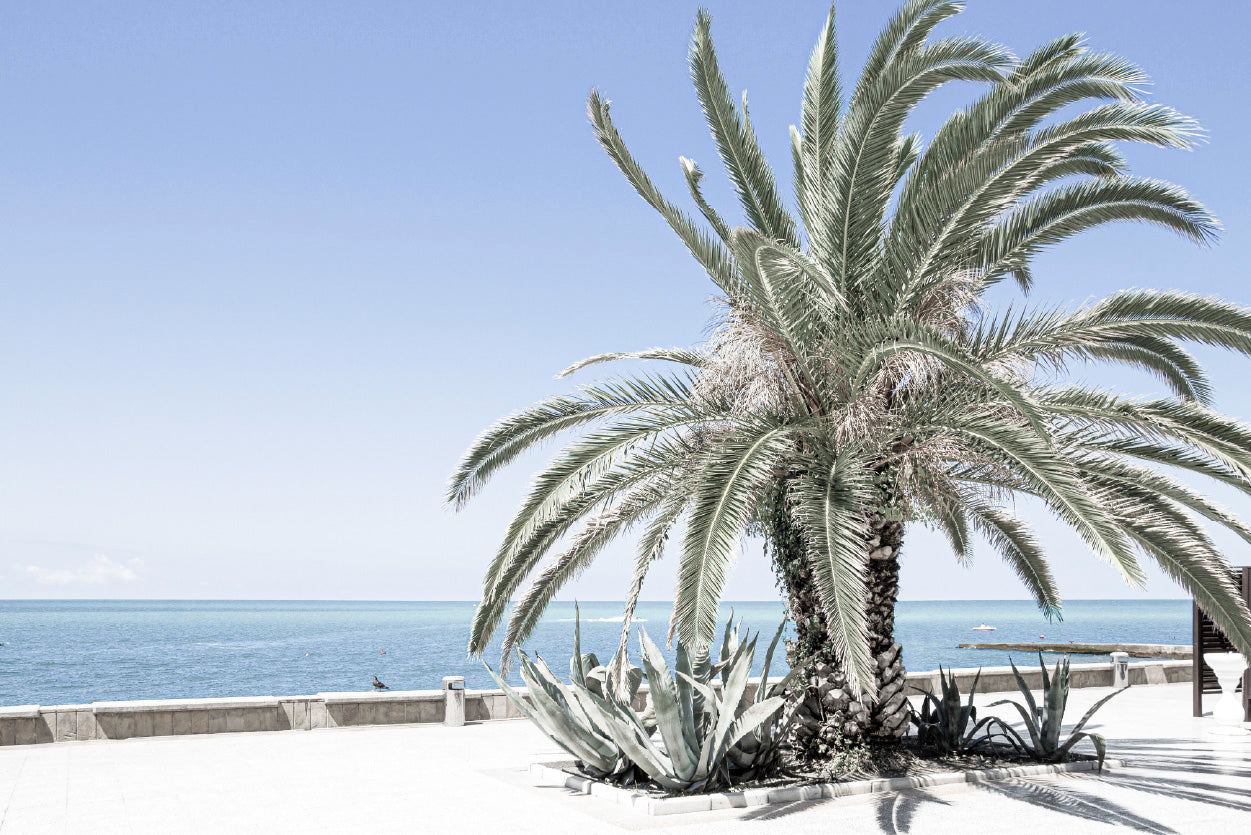 Palm Tree near Beach & Blue Sky Photograph Glass Framed Wall Art, Ready to Hang Quality Print