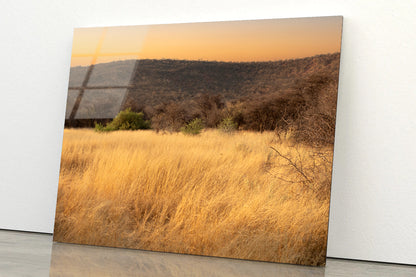 Grassland Glows Golden in the Morning in Namibia Acrylic Glass Print Tempered Glass Wall Art 100% Made in Australia Ready to Hang