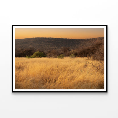 Grassland Glows Golden in the Morning in Namibia Home Decor Premium Quality Poster Print Choose Your Sizes