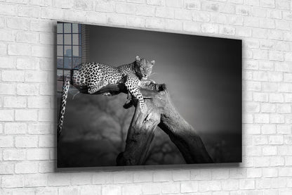 African Leopard B&W UV Direct Aluminum Print Australian Made Quality