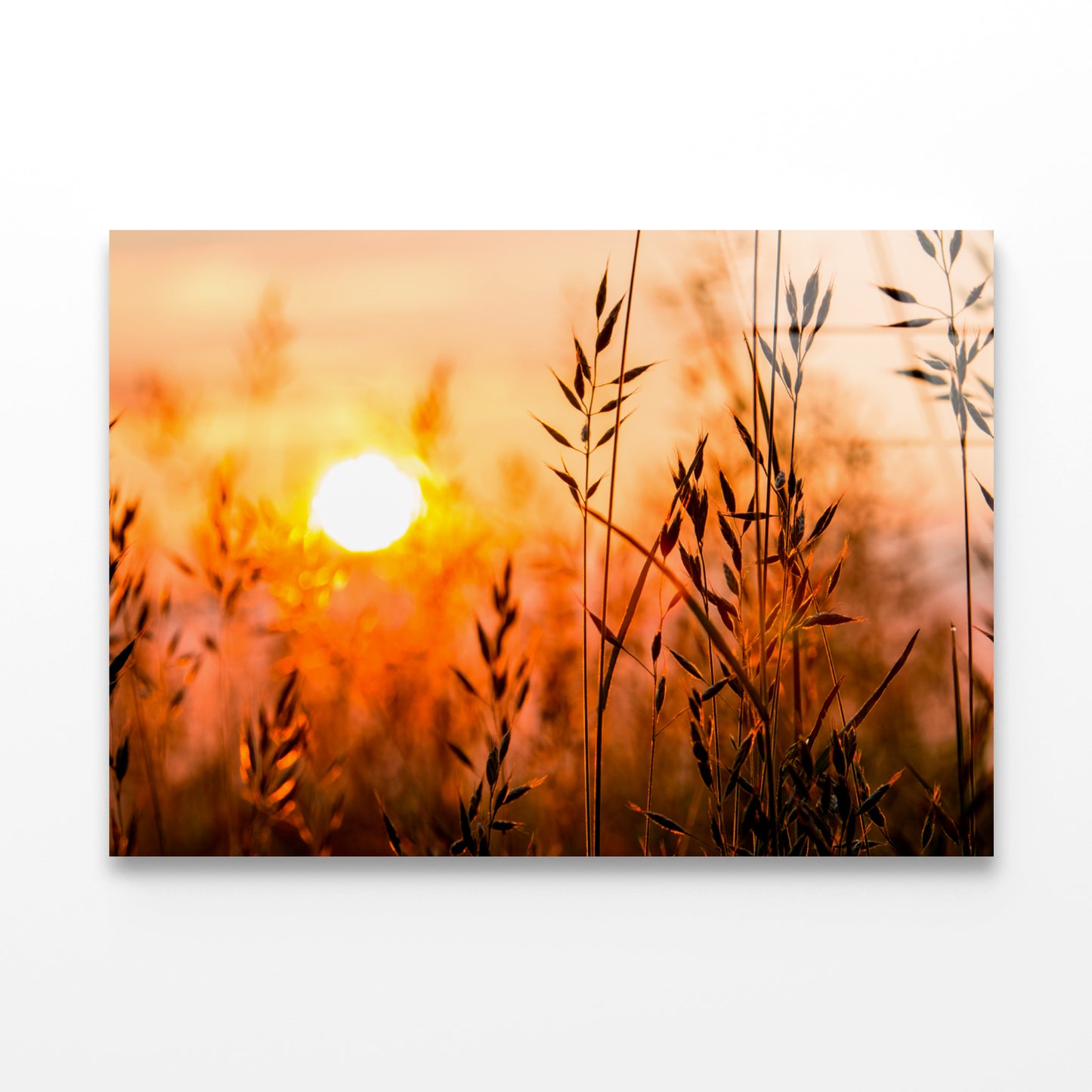 Close Up View of Red Sunrise Field Acrylic Glass Print Tempered Glass Wall Art 100% Made in Australia Ready to Hang