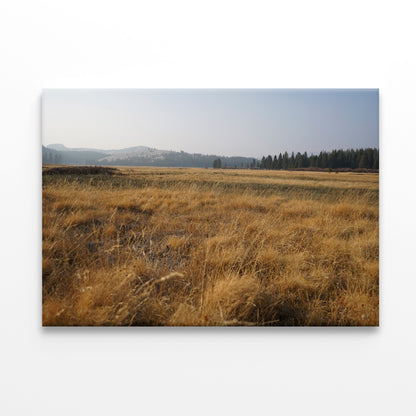 A Field Of Brown Grass with Trees in autumn Print 100% Australian Made